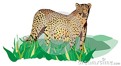 Cheetah Vector Illustration