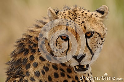 Cheetah Stock Photo