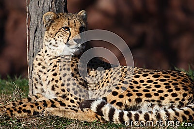 Cheetah Stock Photo