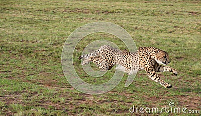 Cheetah Stock Photo