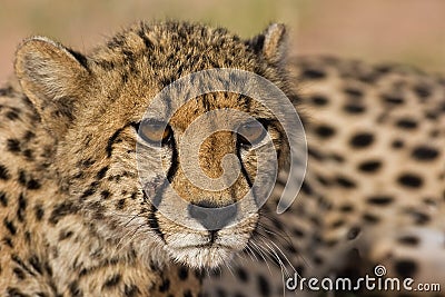 Cheetah Stock Photo