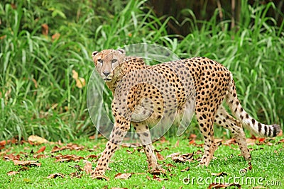 Cheetah Stock Photo