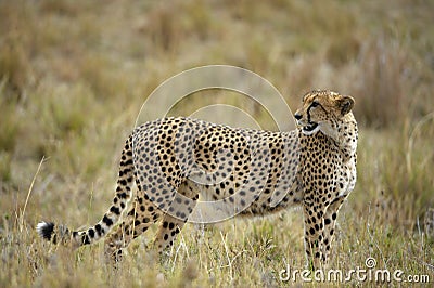 The cheetah (Acinonyx jubatus) Stock Photo