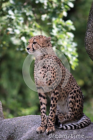 Cheetah - Acinonyx jubatus Stock Photo