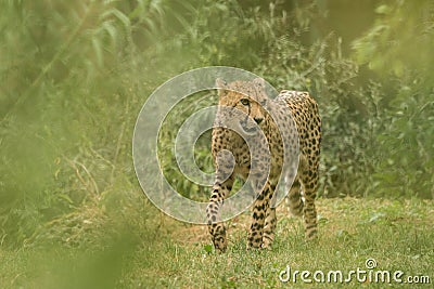 Cheetah Acinonyx jubatus, beautiful cat in captivity at the zoo, big cat walking on grass Stock Photo
