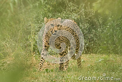 Cheetah Acinonyx jubatus, beautiful cat in captivity at the zoo, big cat walking on grass Stock Photo