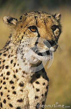 Cheetah (Acinonyx Jubatus) close-up Stock Photo