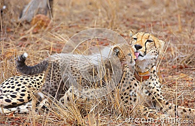 Cheetah (Acinonyx jubatus) cub Stock Photo