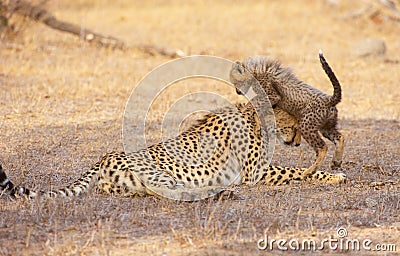 Cheetah (Acinonyx jubatus) cub Stock Photo