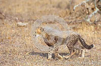 Cheetah (Acinonyx jubatus) cub Stock Photo