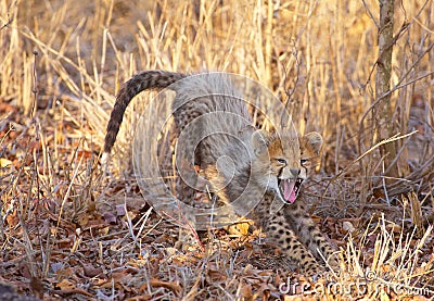 Cheetah (Acinonyx jubatus) cub Stock Photo