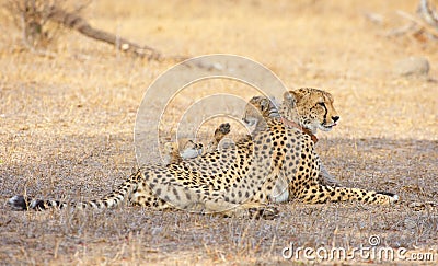 Cheetah (Acinonyx jubatus) cubs Stock Photo