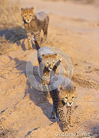 Cheetah (Acinonyx jubatus) cubs Stock Photo