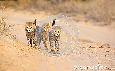 Cheetah (Acinonyx jubatus) cubs Stock Photo