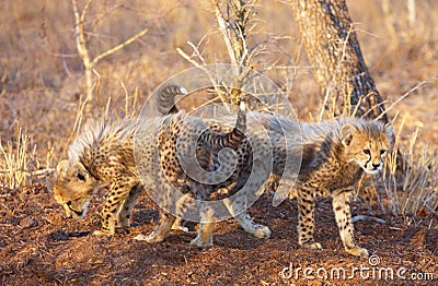 Cheetah (Acinonyx jubatus) cubs Stock Photo