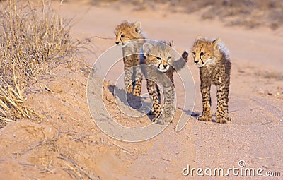 Cheetah (Acinonyx jubatus) cubs Stock Photo