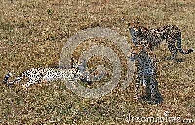 Cheetah, acinonyx jubatus, Group Hunting a Thomson`s Gazelle, Masai Mara Park in Kenya Stock Photo