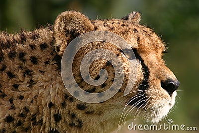 Cheetah - Big Cat Sanctuary Stock Photo