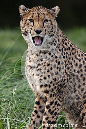 Cheetah Acinonyx jubatus Stock Photo