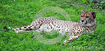 The cheetah Stock Photo