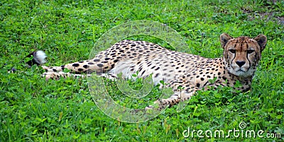 The cheetah Stock Photo