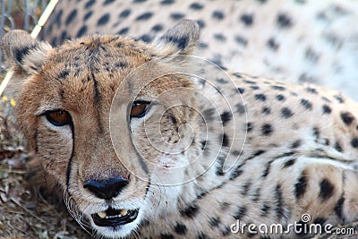 Cheetah Stock Photo