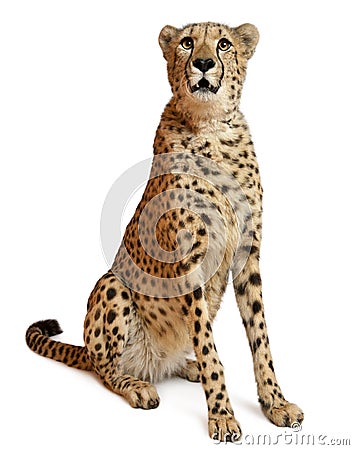 Cheetah, Acinonyx jubatus, 18 months old Stock Photo