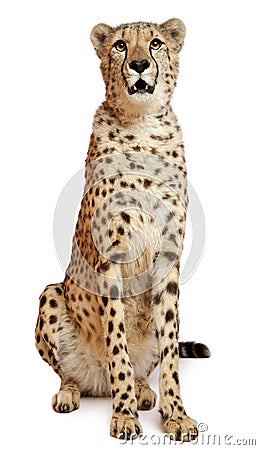 Cheetah, Acinonyx jubatus, 18 months old Stock Photo