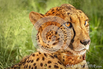 Cheetah Acinonyx jubatus portrait with collar, side view, Madikwe Game Reserve, South Africa. Stock Photo