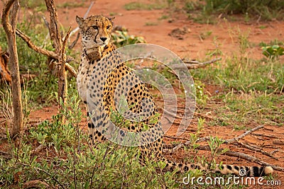 Cheetah Acinonyx jubatus portrait, side view, Madikwe Game Reserve, South Africa. Stock Photo