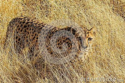 Cheetah (Acinonyx jubatus) in the savanna Stock Photo