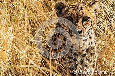 Cheetah (Acinonyx jubatus) in the savanna Stock Photo