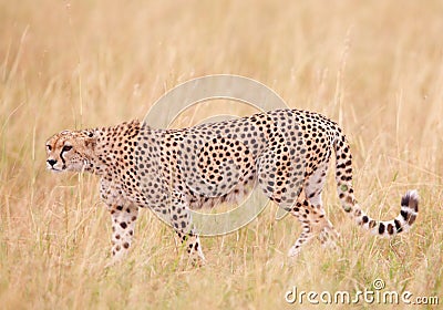Cheetah (Acinonyx jubatus) in savannah Stock Photo