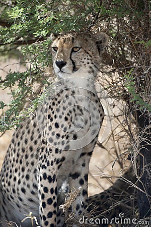 Cheetah, Acinonyx jubatus, in Serengeti National Stock Photo