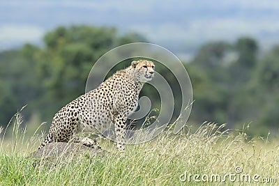 Cheetah (Acinonyx jubatus) sitting on termite hill Stock Photo