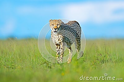 Cheetah, Acinonyx jubatus, walking wild cat. Fastest mammal on the land, Botswana, Africa. Cheetah in grass, blue sky with clouds. Stock Photo