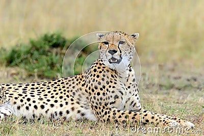 Cheetah. Africa, Kenya Stock Photo