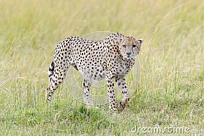 Cheetah. Africa, Kenya Stock Photo