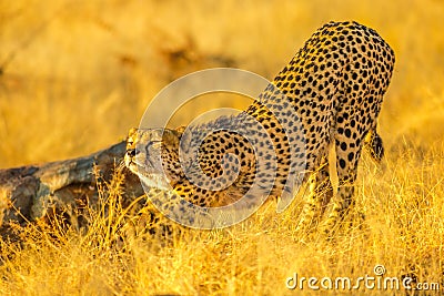 Cheetah in Africa Reserve Stock Photo