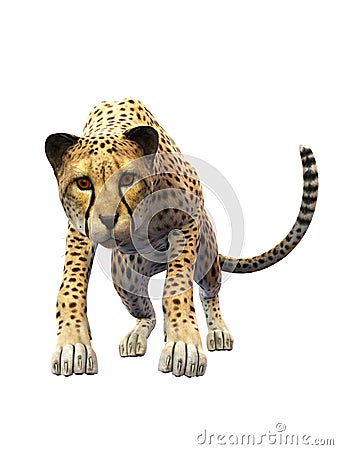 Cheetah approaching, animal on white background, front view Stock Photo