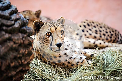 cheetah, beautiful portrait Stock Photo