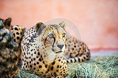 cheetah, beautiful portrait Stock Photo