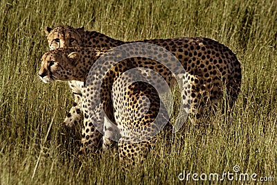 Cheetah brothers, Botswana Stock Photo