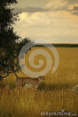 Cheetah Brothers Stock Photo