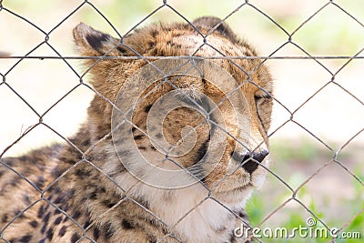 Cheetah in captivity Stock Photo