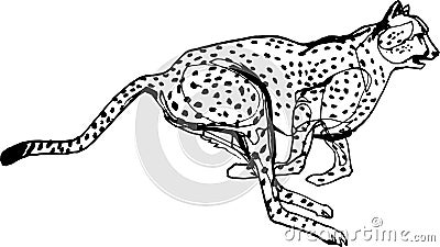 Cheetah during the chase, Africa Vector Illustration