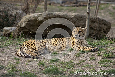 Cheetah Stock Photo