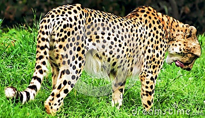 Cheetah Stock Photo