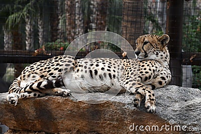 Cheetah. Stock Photo