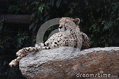 Cheetah. Stock Photo